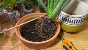 Potting Mix for Aloe Vera