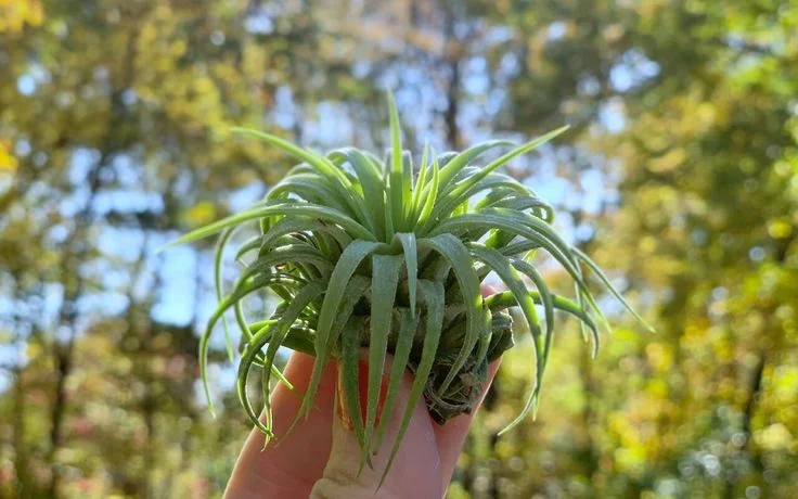 How to Care for Tillandsia Air Plants