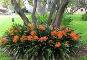 Flowering Plants for Shade: