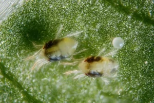 Spider Mites on Houseplants