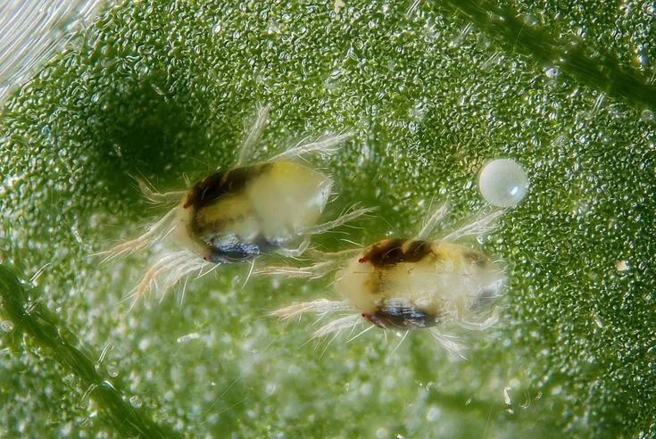 Spider Mites on Houseplants