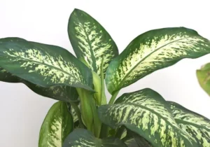 Dieffenbachia Plant