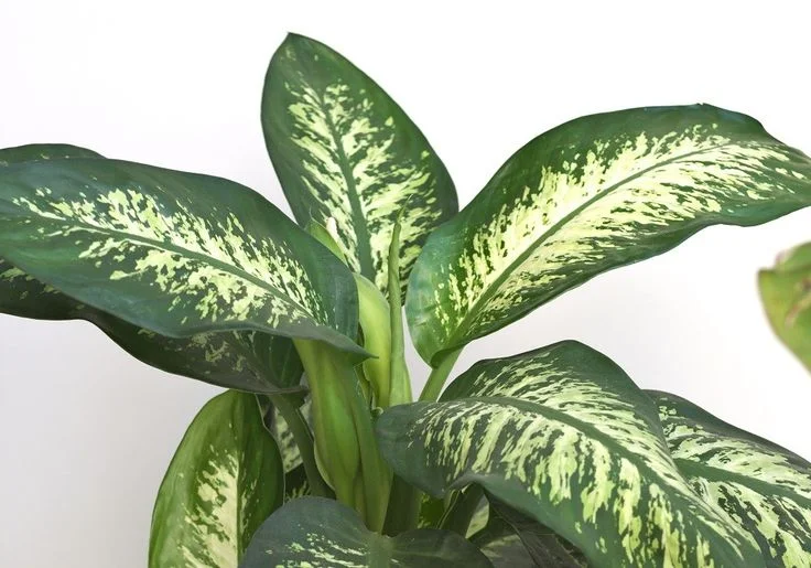 Dieffenbachia Plant
