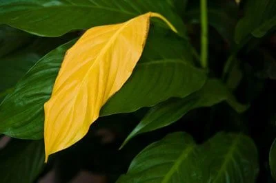 Why are Peace Lily Leaves Turning Yellow?