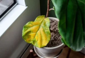 Fiddle Leaf Fig Leaves Dropping