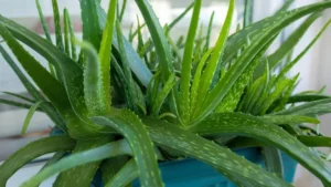 Aloe Plant Care