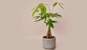 How Often to Water Money Tree
