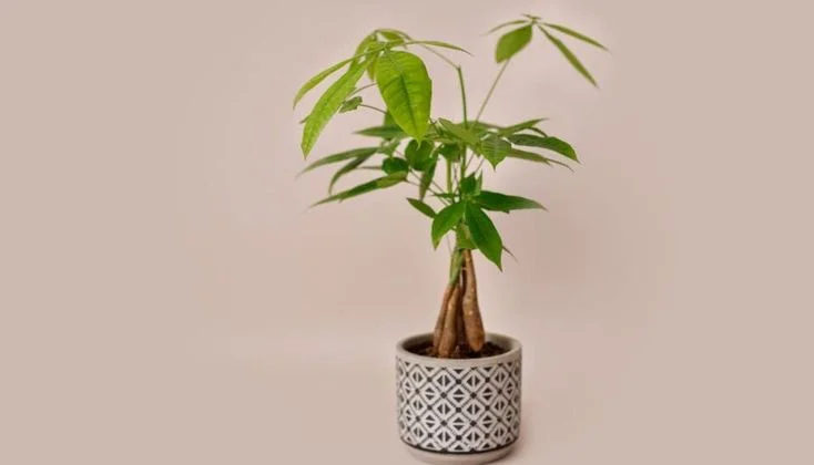 How Often to Water Money Tree