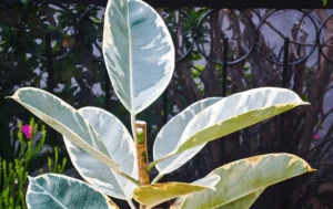 Rubber Tree Dropping Leaves