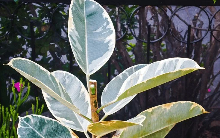 Rubber Tree Dropping Leaves
