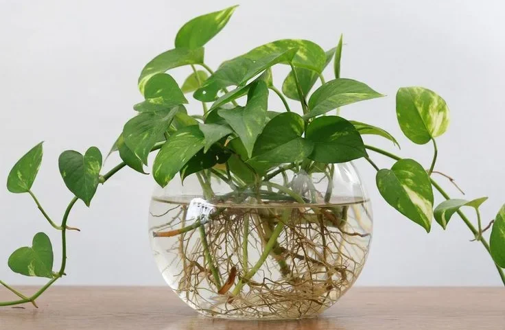 How Often Should You Water a Money Tree