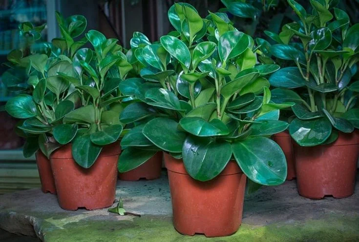Peperomia Hope Plant: Care,