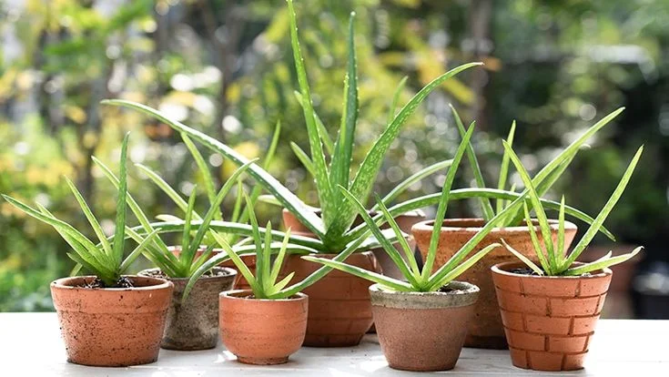 How to Care for Aloe Vera Plant: