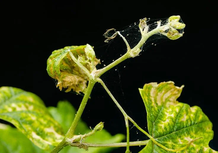 Signs of Spider Mites