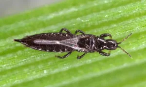 Thrips Treatment: