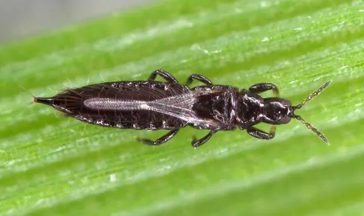 Thrips Treatment: