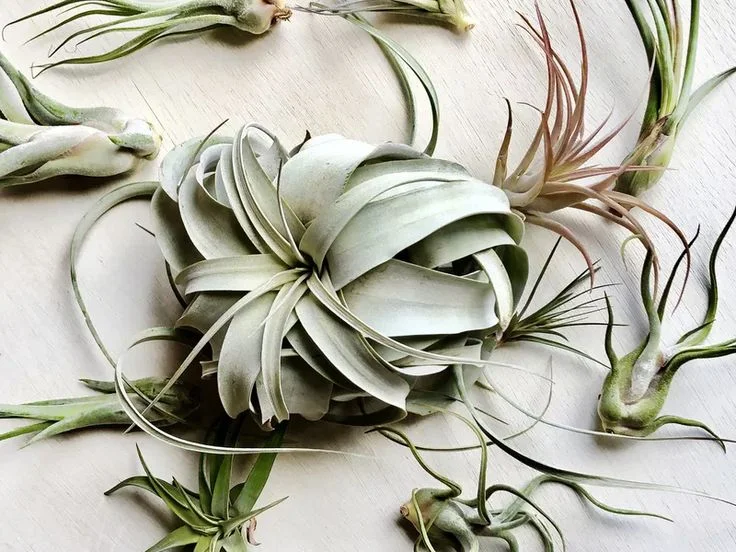 How to Care for Air Plants Indoors