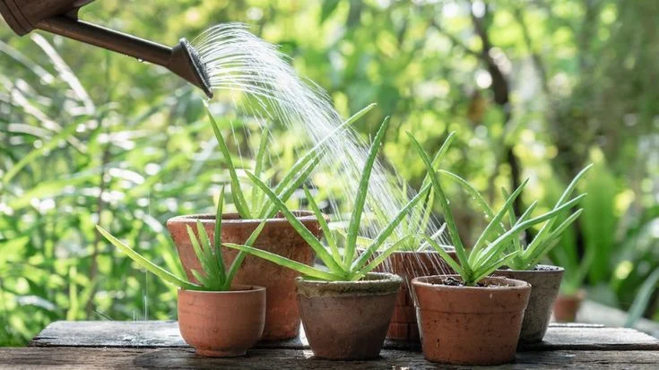 How Often to Water Aloe Vera Plant