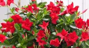 All Summer Bloom Flowers: