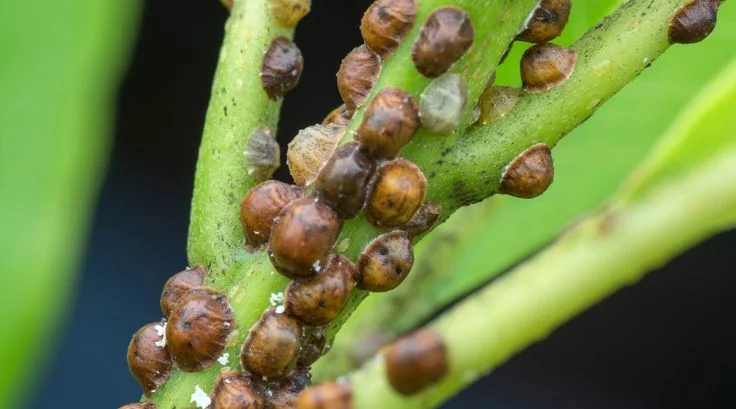 What is Scale on Plants – Identification, Causes, and Treatment