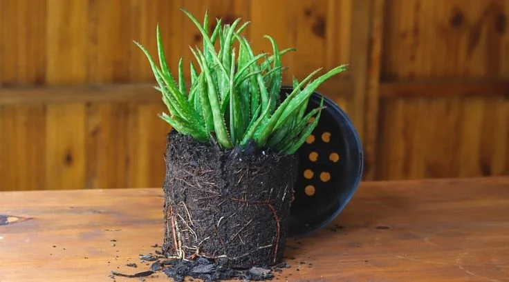 How Do You Repot Aloe Plants