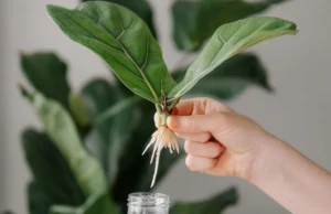 Fiddle Fig Leaves Fall: