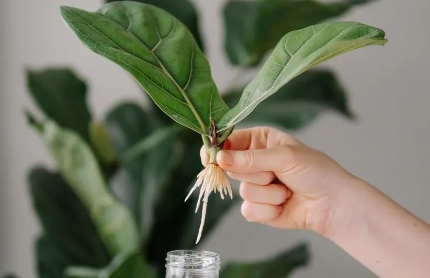 Fiddle Fig Leaves Fall: