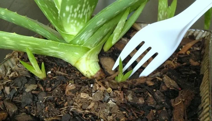How to Replant Aloe Vera Plant