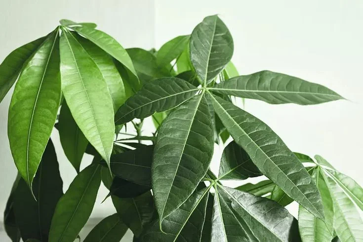 How to Water Money Tree