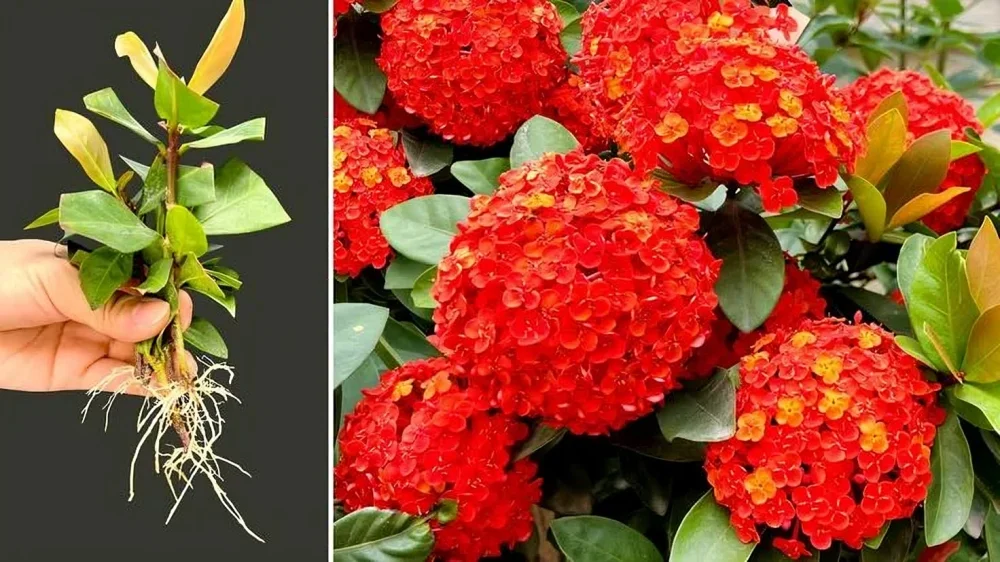 Ixora Plant Fertilizer