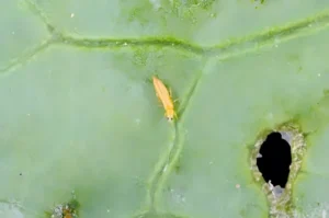 How Do I Get Rid of Thrips?
