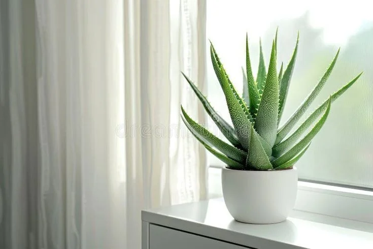 Aloe Care Plant