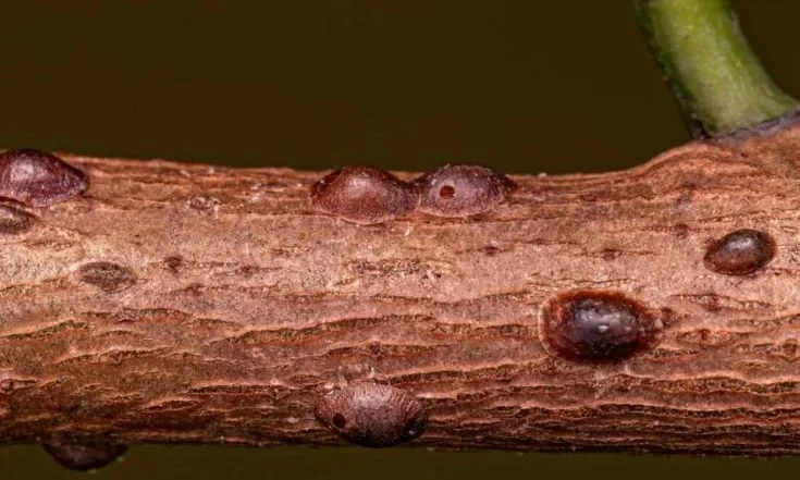 Scale Insects on Plants