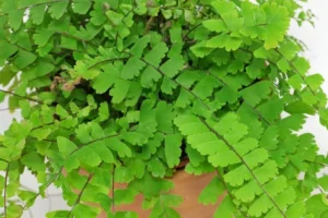 Adiantum Fern