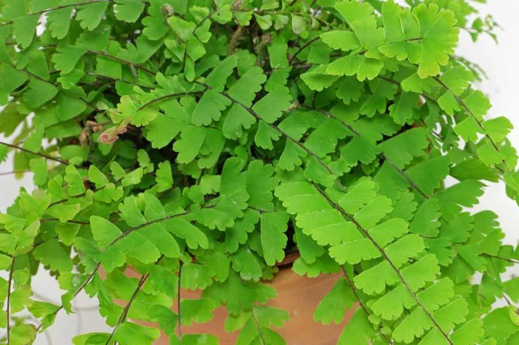 Adiantum Fern