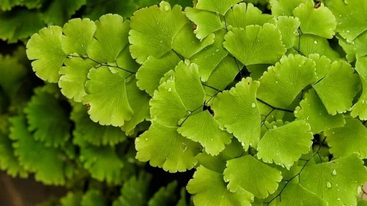 Adiantum Fern Care