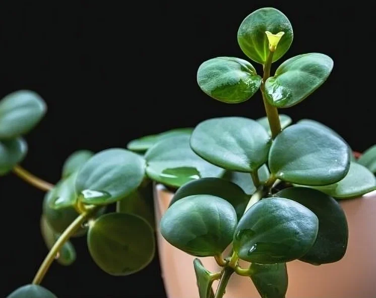 Peperomia Hope