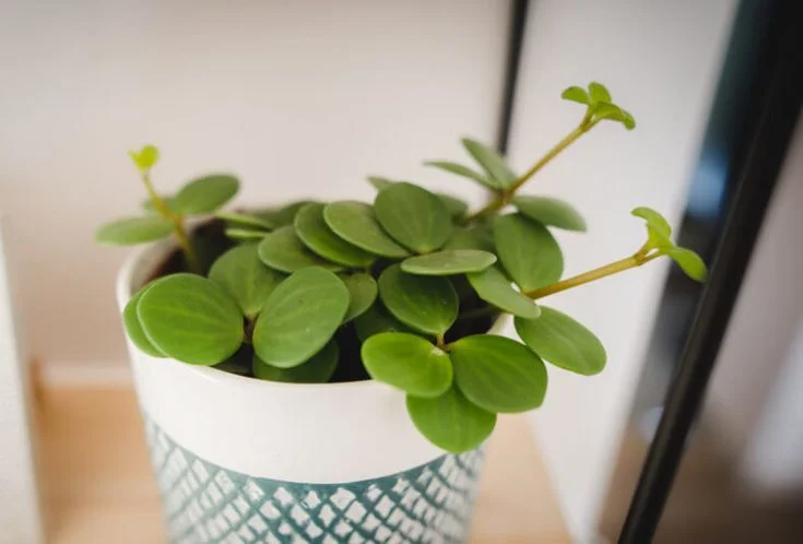 Peperomia Hope Care