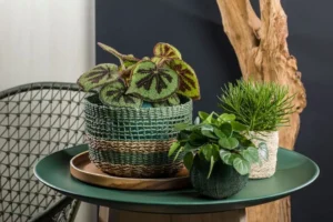 Peperomia Plant: