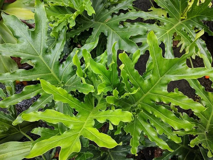 Philodendron Selloum Care