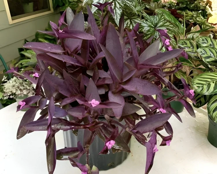 Purple Heart Plant Care