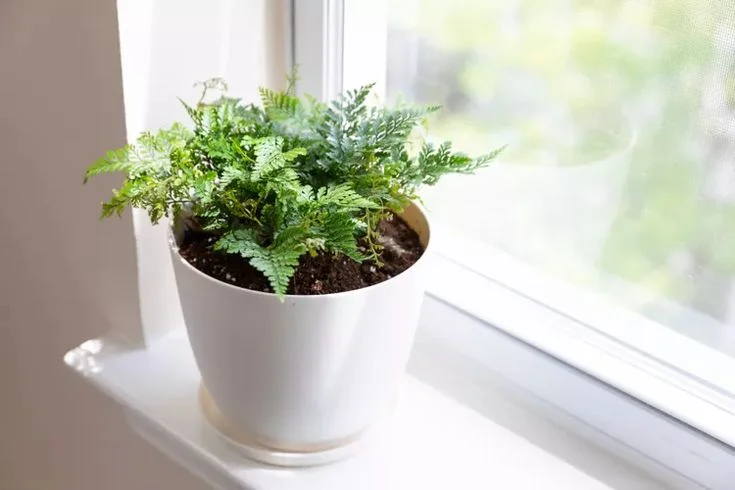 Care for a Rabbit Foot Fern