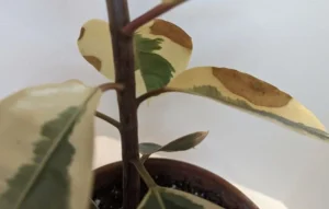 Rubber Plant Losing Leaves