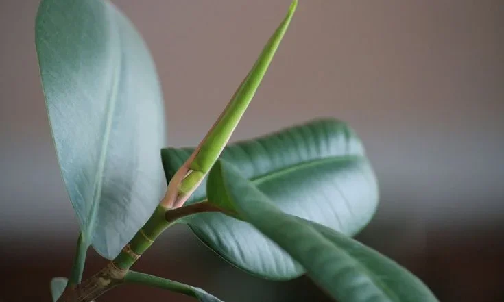 Rubber Plant Dropping Leaves