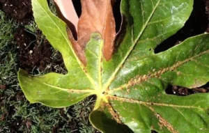 Scale Infestation on Plants
