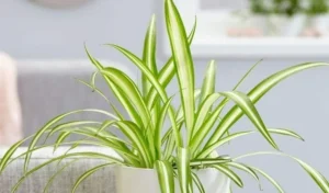 How Much Light Does a Spider Plant Need?