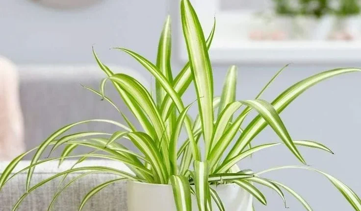 How Much Light Does a Spider Plant Need?