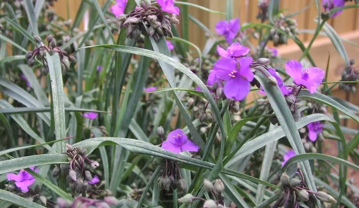 Purple Spiderwort Plant
