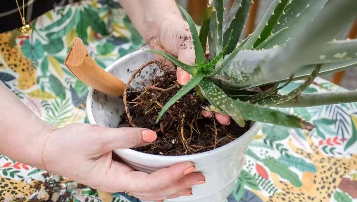 Repotting Aloe Vera Plant