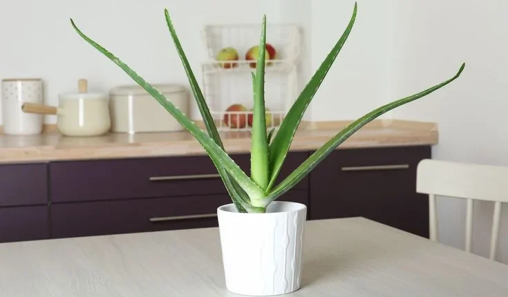 Growing Aloe Vera Indoors